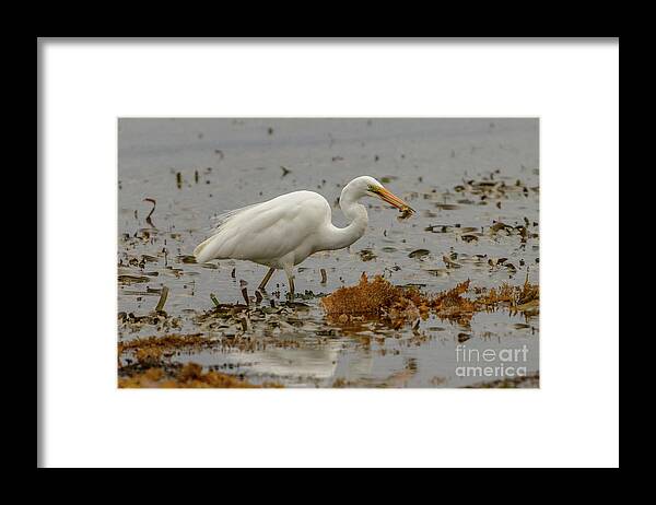 Nature Framed Print featuring the photograph Eastern Great Egret 10 by Werner Padarin