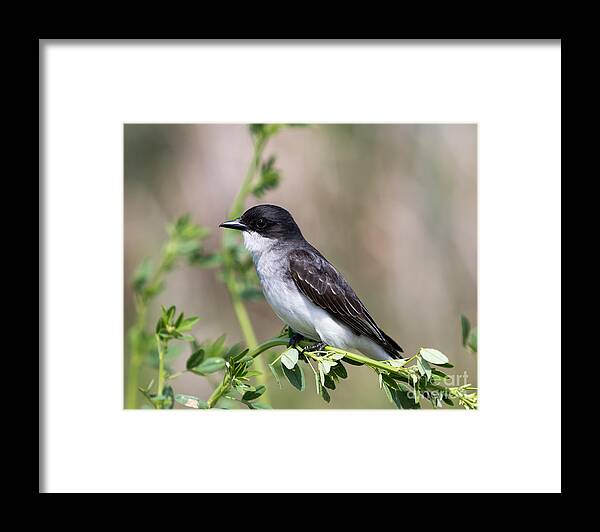 Art Framed Print featuring the photograph Eastern Kingbird by Phil Spitze