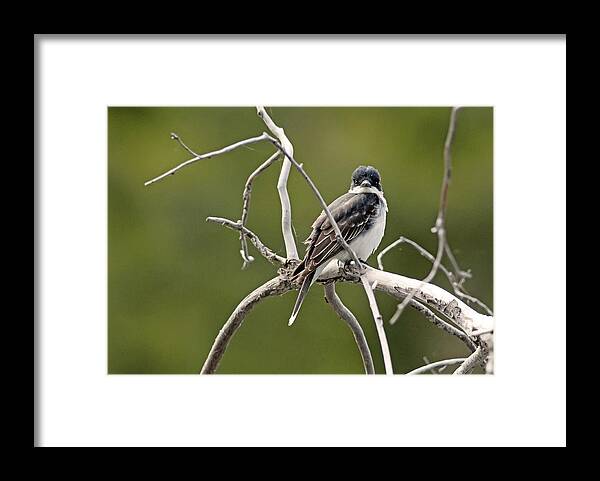 Birds Framed Print featuring the photograph Eastern Kingbird by Terry Dadswell