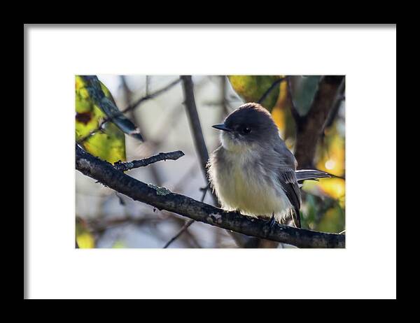 Wildlife Framed Print featuring the photograph Eastern Phoebe by John Benedict