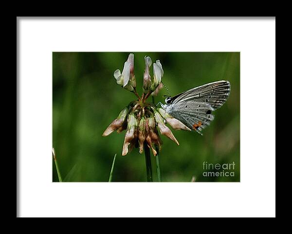 Butterflies Framed Print featuring the photograph Eastern Tailed-Blue by Randy Bodkins