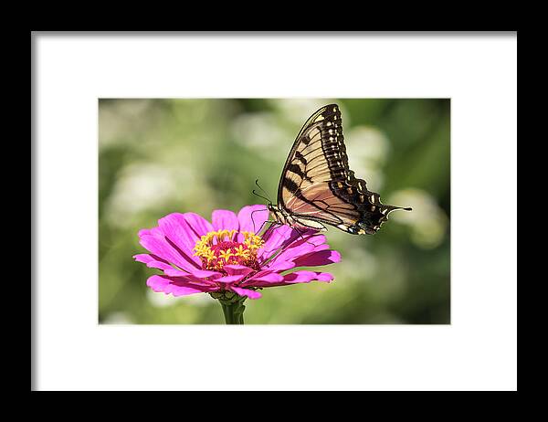 Eastern Tiger Swallowtail Framed Print featuring the photograph Eastern Tiger Swallowtail 2016-1 by Thomas Young