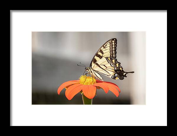 Eastern Tiger Swallowtail Framed Print featuring the photograph Eastern Tiger Swallowtail 2018-1 by Thomas Young