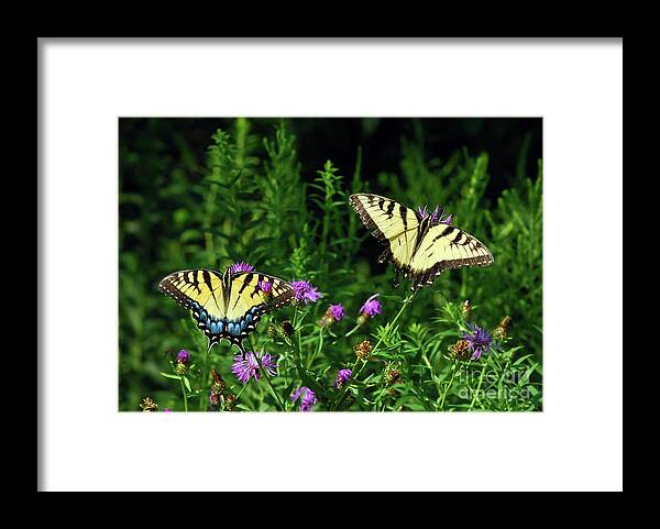 Eastern Tiger Swallowtail Butterfly Framed Print featuring the photograph Eastern Tiger Swallowtail Butterfly - Female and Male by Kerri Farley