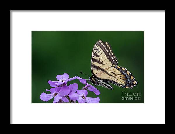 Eastern Tiger Swallowtail Framed Print featuring the photograph Eastern Tiger Swallowtail by Darleen Stry