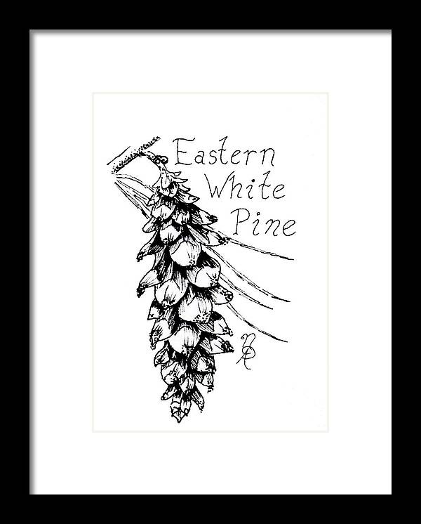 Pine Framed Print featuring the drawing Eastern White Pine cone on a branch by Nicole Angell