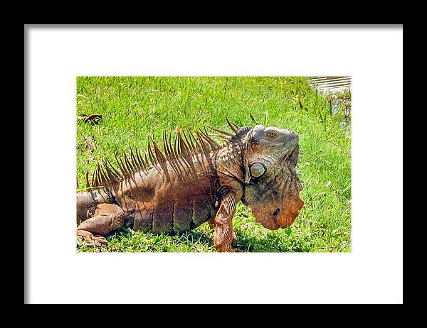  Costa Rica Framed Print featuring the photograph Easy Going Iguana by Lisa Lemmons-Powers