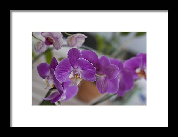 Orchids Framed Print featuring the photograph Eat More Orchids by Kevin Sherf