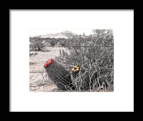 Arizona Framed Print featuring the photograph Ebullience by Judy Kennedy