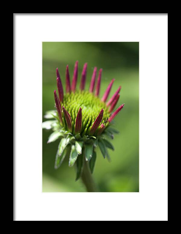 Echinacea Framed Print featuring the photograph Echinacea Coneflower Bud by Kathy Clark