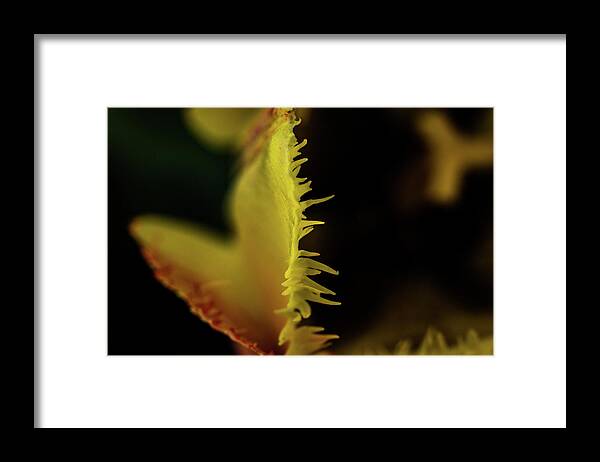 Jay Stockhaus Framed Print featuring the photograph Edge of the Tulip by Jay Stockhaus