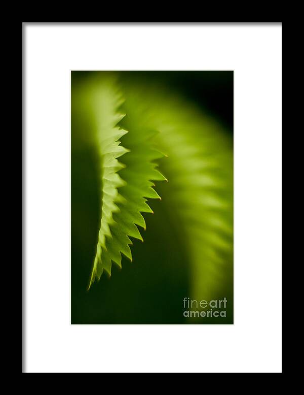 Tropical Plant Framed Print featuring the photograph Edges by Mike Reid