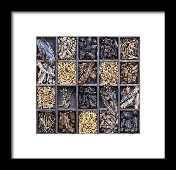 Edible Framed Print featuring the photograph Edible Insects by Tim Gainey