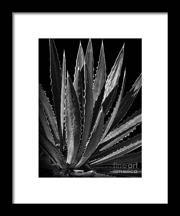 Texas Framed Print featuring the photograph Edie's Cactus by Walt Foegelle