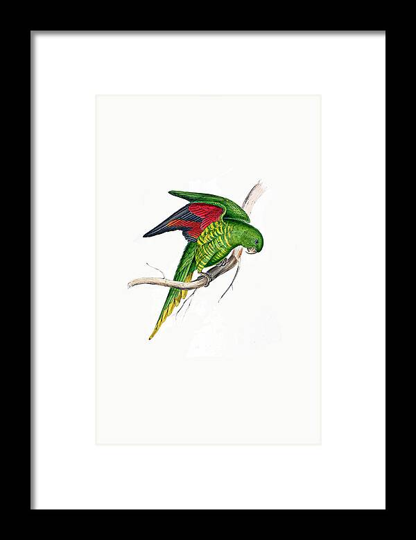 Bird Framed Print featuring the painting Edward Lear Maton Parrakeet by Munir Alawi