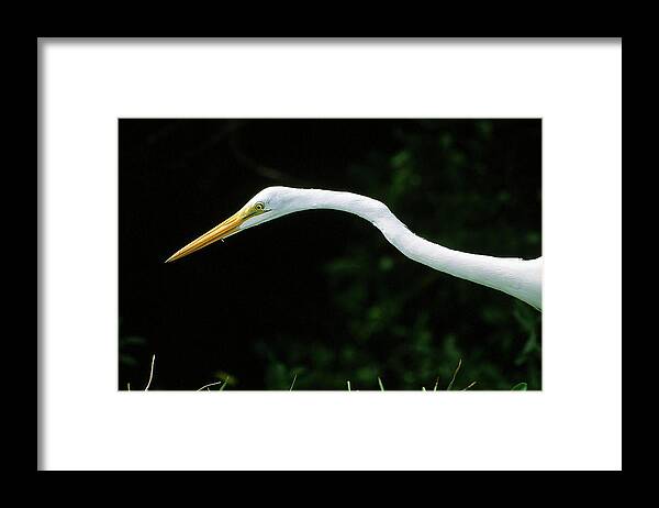 Egret Framed Print featuring the photograph Egret 1 by Ted Keller