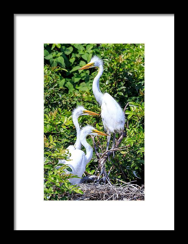 Florida Framed Print featuring the photograph Egret Babies by Paul Schultz