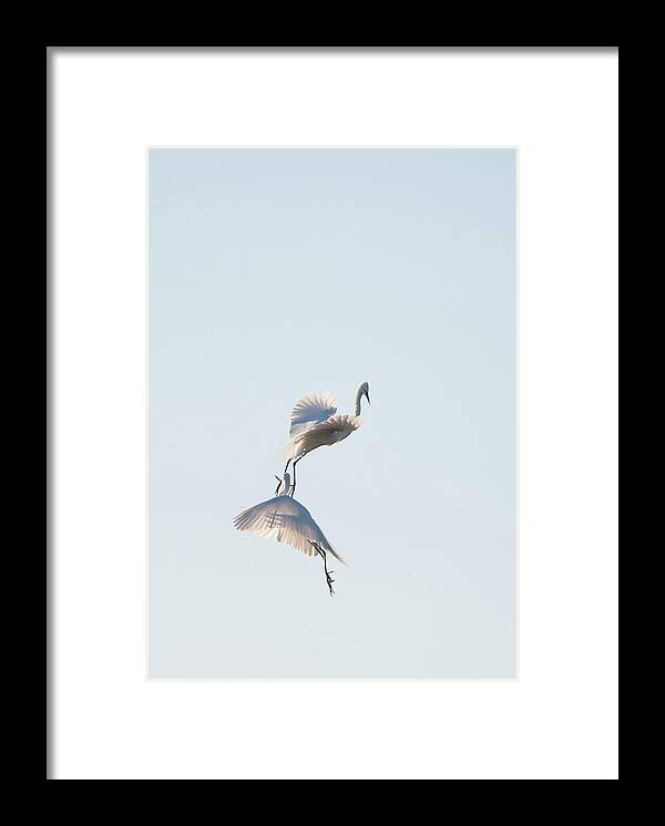 Wild Life Framed Print featuring the photograph Egret Dance 2 by Catherine Lau