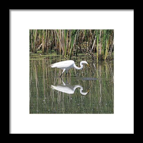 Egret Framed Print featuring the photograph Egret by David Armstrong