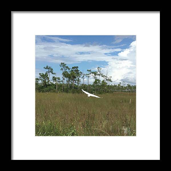 Getoutside Framed Print featuring the photograph #egret #evergladesnationalpark by Patricia And Craig