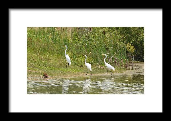 Egret Family 2 Framed Print featuring the photograph Egret Family 2 by Maria Urso