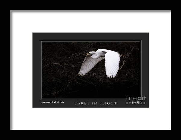 Egret Framed Print featuring the photograph Egret In Flight by Gene Bleile Photography 