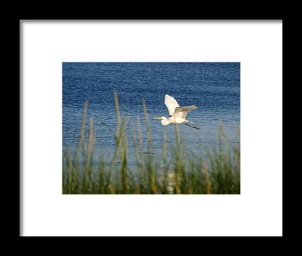 Richard Reeve Framed Print featuring the photograph Egret in Flight by Richard Reeve
