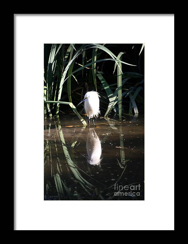 Animal Framed Print featuring the photograph Egret in Reed by Balanced Art