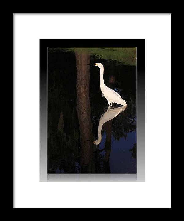 Egret Framed Print featuring the photograph Egret Mirror by Farol Tomson