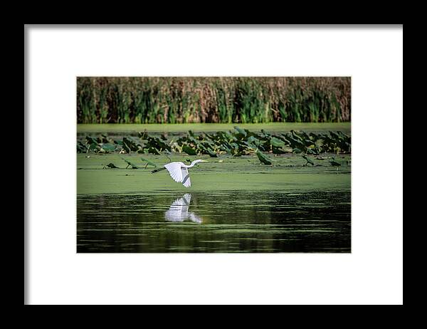 Egret Framed Print featuring the photograph Egret Over Wetland by Ray Congrove