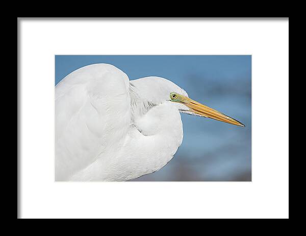 Ardea Alba Framed Print featuring the photograph Egret Portrait by Dawn Currie