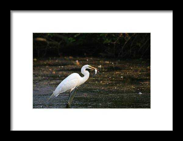 Great Egret Framed Print featuring the photograph Egret With Prey by Christopher J Kirby