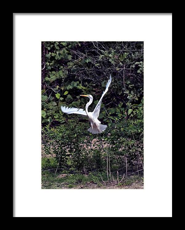 Egrets Framed Print featuring the photograph Egret X by Gary Adkins