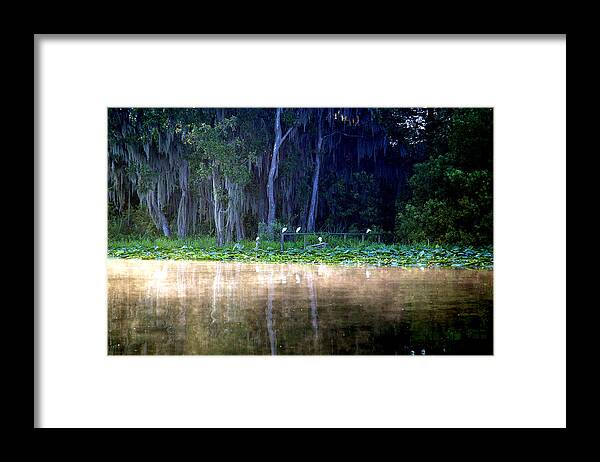 Lake Framed Print featuring the photograph Egrets on a Fence by Kathi Shotwell