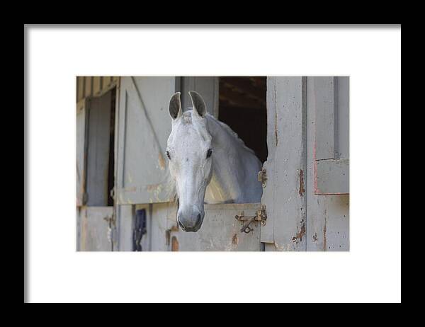 White Horse Framed Print featuring the photograph El Caballo Blanco by Ellen Berrahmoun
