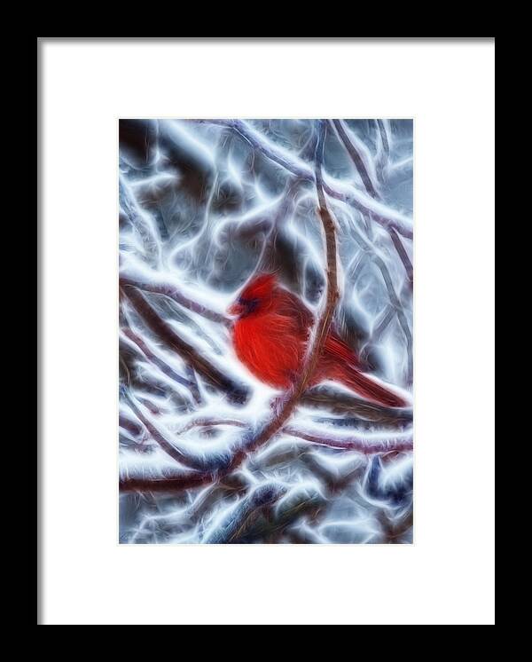 Red Male Cardinal Framed Print featuring the photograph Red Male Cardinal by Crystal Wightman