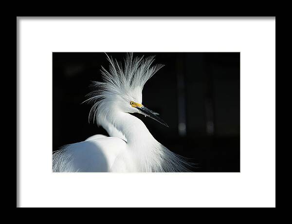Snowy Egret Framed Print featuring the photograph Electrifying by Fraida Gutovich