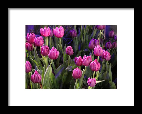 Tulips Framed Print featuring the photograph Electrifying by Living Color Photography Lorraine Lynch