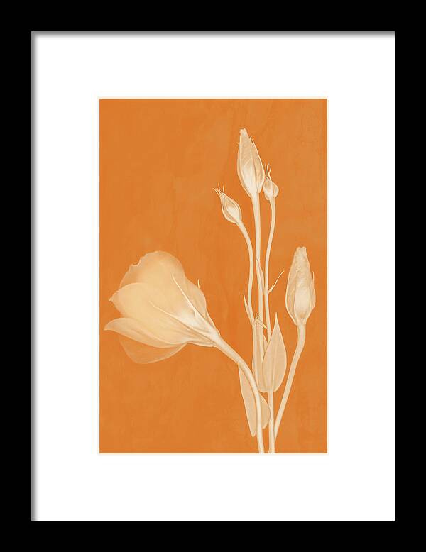 Lisianthus Flowers Framed Print featuring the photograph Elegance in Apricot by Leda Robertson