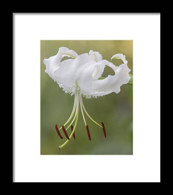 Flower Framed Print featuring the painting Elegance by Jean-Pierre Ducondi