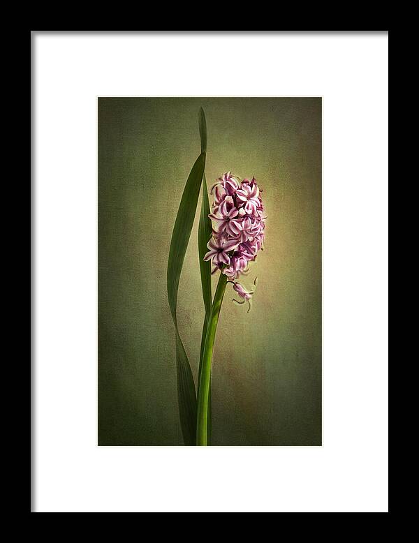 Hyacinth Flower Framed Print featuring the photograph Elegance by Marina Kojukhova