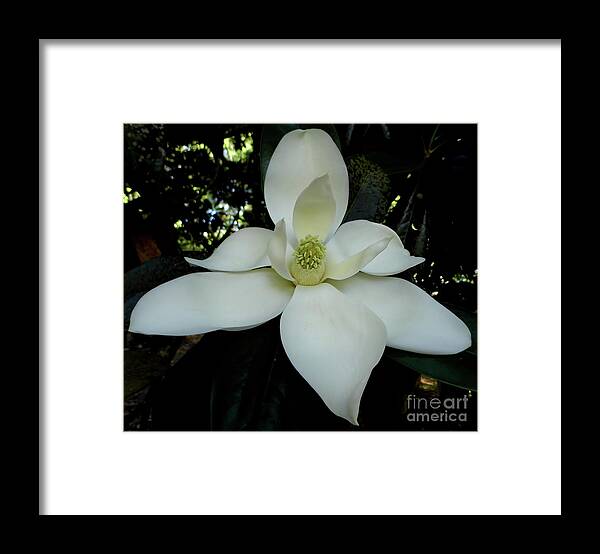 Magnolia Framed Print featuring the photograph Elegant Blossom by D Hackett