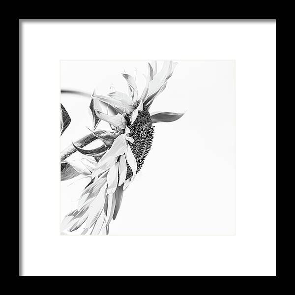 Sunflower Framed Print featuring the photograph Elegant Coif 2 - by Julie Weber