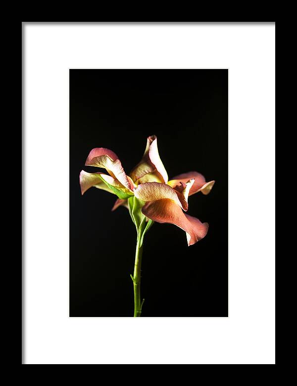 Flower Framed Print featuring the photograph Elegant Dance by Elsa Santoro