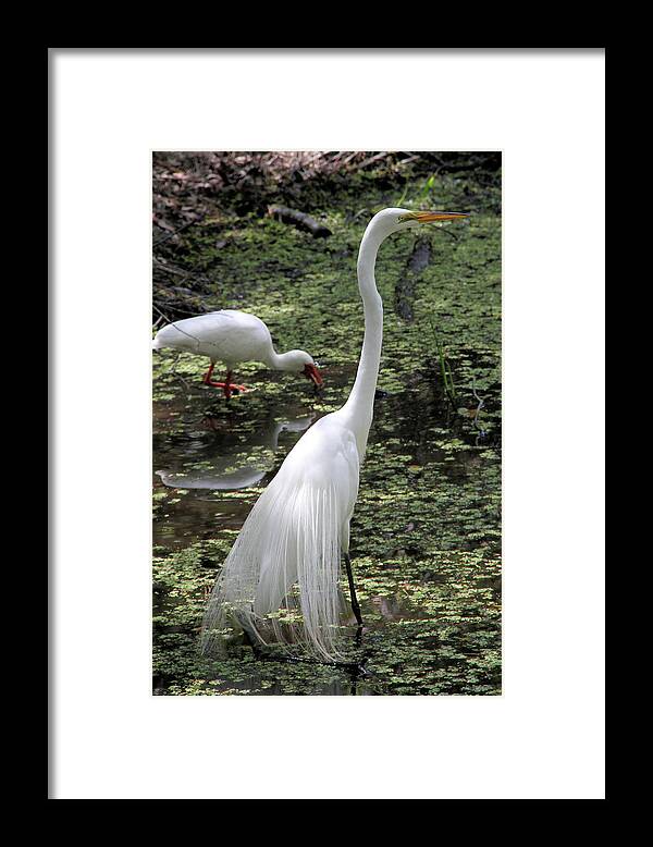 Great Egret Framed Print featuring the photograph Elegant Egret by Doris Potter