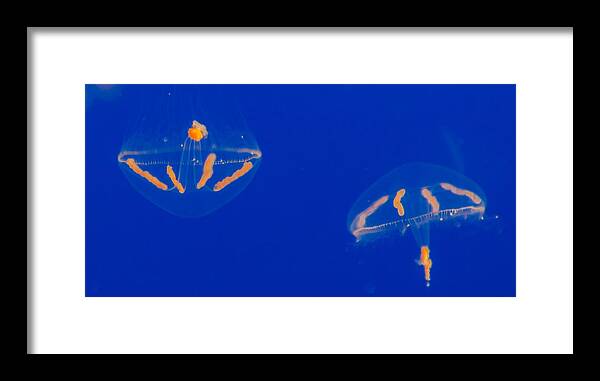 Jellyfish Framed Print featuring the photograph Elegant Jelly 1 by Scott Campbell