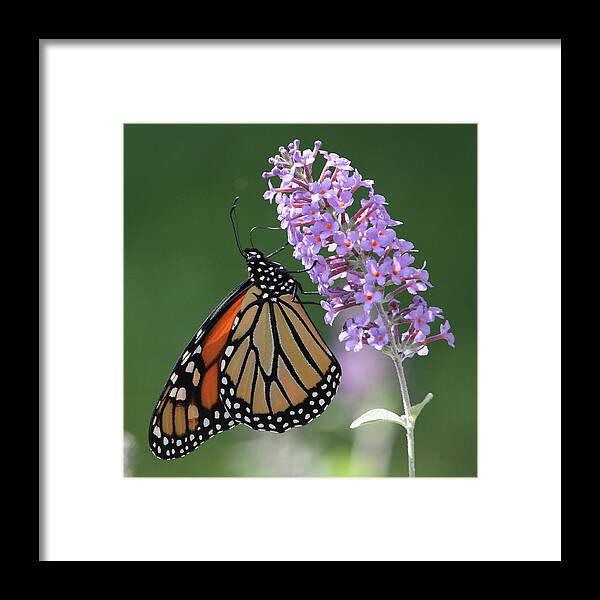  Monarch Butterfly Framed Print featuring the photograph Elegant Monarch by Doris Potter