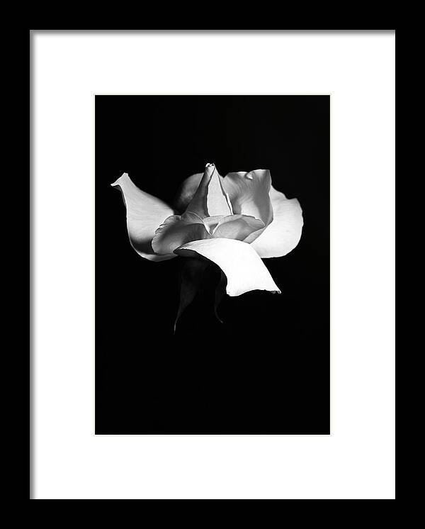 Rose Framed Print featuring the photograph Elegant Rose by Elsa Santoro