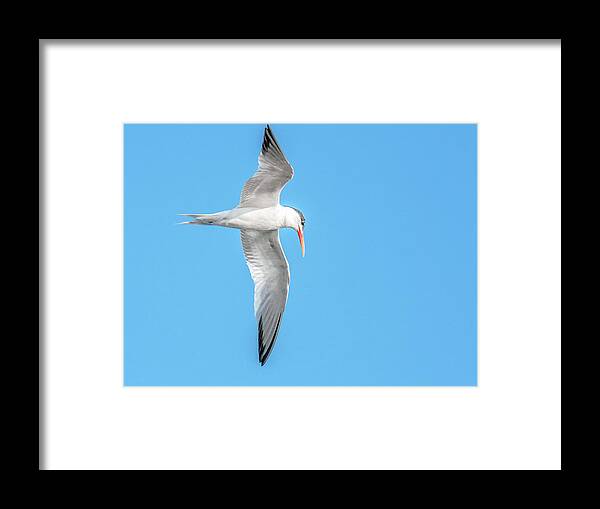 Elegant Framed Print featuring the photograph Elegant Tern 3851-072815-1cr by Tam Ryan
