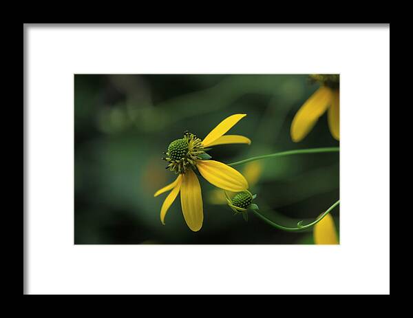 Wild Flower Framed Print featuring the photograph Elegant Yellow Wild Flower by Karen Ruhl